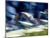 Female Swimmers at the Start of a Race-null-Mounted Photographic Print