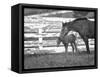 Female Thoroughbred and Foal, Donamire Horse Farm, Lexington, Kentucky-Adam Jones-Framed Stretched Canvas