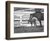 Female Thoroughbred and Foal, Donamire Horse Farm, Lexington, Kentucky-Adam Jones-Framed Photographic Print