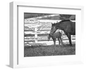 Female Thoroughbred and Foal, Donamire Horse Farm, Lexington, Kentucky-Adam Jones-Framed Photographic Print