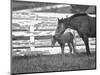 Female Thoroughbred and Foal, Donamire Horse Farm, Lexington, Kentucky-Adam Jones-Mounted Photographic Print