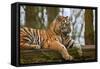 Female Tiger Tigress Laying down with Cub Behind-Veneratio-Framed Stretched Canvas