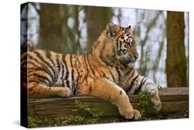 Female Tiger Tigress Laying down with Cub Behind-Veneratio-Stretched Canvas