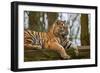 Female Tiger Tigress Laying down with Cub Behind-Veneratio-Framed Photographic Print