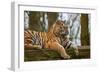 Female Tiger Tigress Laying down with Cub Behind-Veneratio-Framed Photographic Print