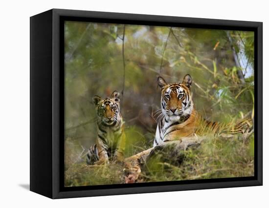 Female Tiger, with Four-Month-Old Cub, Bandhavgarh National Park, India-Tony Heald-Framed Stretched Canvas