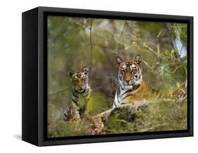 Female Tiger, with Four-Month-Old Cub, Bandhavgarh National Park, India-Tony Heald-Framed Stretched Canvas