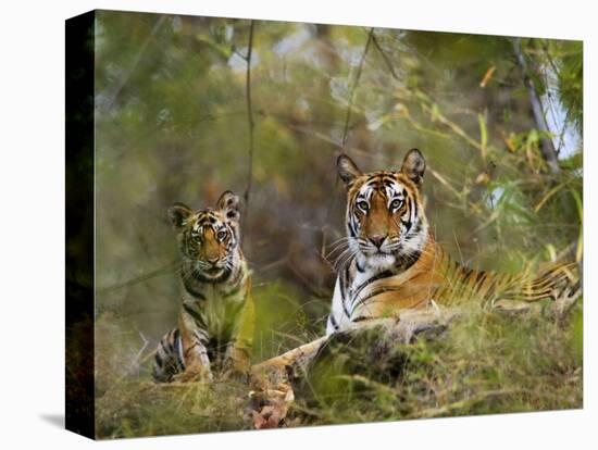 Female Tiger, with Four-Month-Old Cub, Bandhavgarh National Park, India-Tony Heald-Stretched Canvas