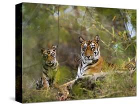 Female Tiger, with Four-Month-Old Cub, Bandhavgarh National Park, India-Tony Heald-Stretched Canvas