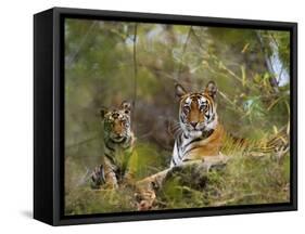 Female Tiger, with Four-Month-Old Cub, Bandhavgarh National Park, India-Tony Heald-Framed Stretched Canvas