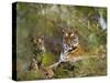 Female Tiger, with Four-Month-Old Cub, Bandhavgarh National Park, India-Tony Heald-Stretched Canvas