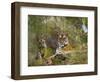 Female Tiger, with Four-Month-Old Cub, Bandhavgarh National Park, India-Tony Heald-Framed Premium Photographic Print