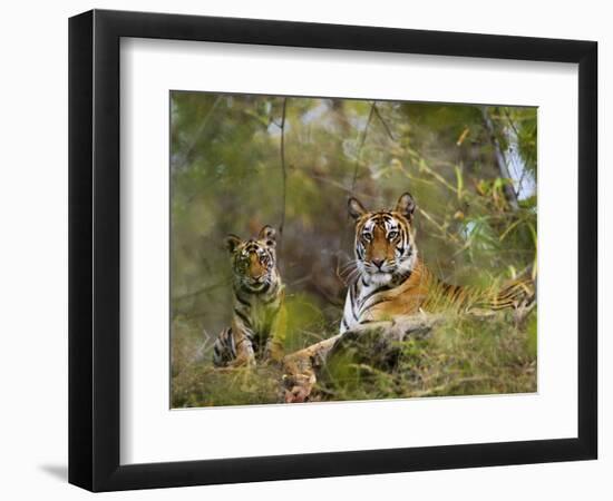 Female Tiger, with Four-Month-Old Cub, Bandhavgarh National Park, India-Tony Heald-Framed Premium Photographic Print