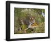 Female Tiger, with Four-Month-Old Cub, Bandhavgarh National Park, India-Tony Heald-Framed Premium Photographic Print