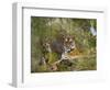 Female Tiger, with Four-Month-Old Cub, Bandhavgarh National Park, India-Tony Heald-Framed Premium Photographic Print