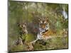 Female Tiger, with Four-Month-Old Cub, Bandhavgarh National Park, India-Tony Heald-Mounted Premium Photographic Print