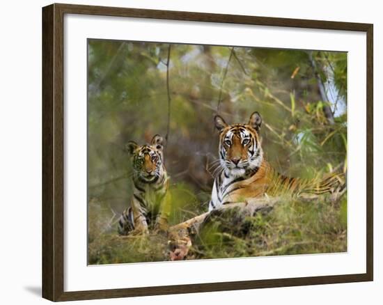 Female Tiger, with Four-Month-Old Cub, Bandhavgarh National Park, India-Tony Heald-Framed Photographic Print