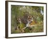 Female Tiger, with Four-Month-Old Cub, Bandhavgarh National Park, India-Tony Heald-Framed Photographic Print