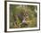 Female Tiger, with Four-Month-Old Cub, Bandhavgarh National Park, India-Tony Heald-Framed Photographic Print