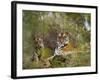 Female Tiger, with Four-Month-Old Cub, Bandhavgarh National Park, India-Tony Heald-Framed Photographic Print