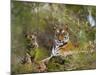 Female Tiger, with Four-Month-Old Cub, Bandhavgarh National Park, India-Tony Heald-Mounted Photographic Print
