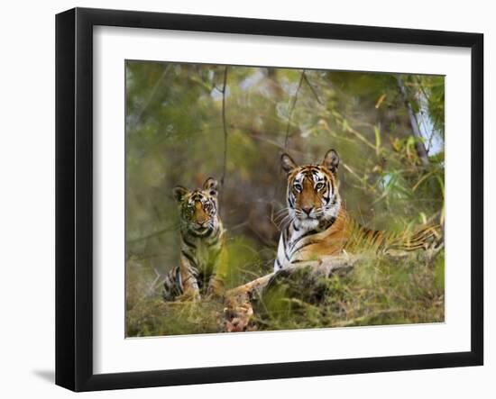 Female Tiger, with Four-Month-Old Cub, Bandhavgarh National Park, India-Tony Heald-Framed Photographic Print