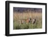 Female tiger with large cubs, Ranthambhore National Park, Rajasthan, India,-Axel Gomille-Framed Photographic Print