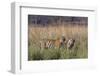 Female tiger with large cubs, Ranthambhore National Park, Rajasthan, India,-Axel Gomille-Framed Photographic Print