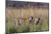 Female tiger with large cubs, Ranthambhore National Park, Rajasthan, India,-Axel Gomille-Mounted Photographic Print