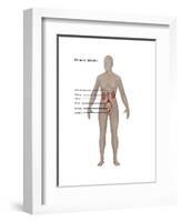 Female Urinary System-Gwen Shockey-Framed Art Print