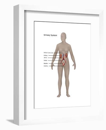 Female Urinary System-Gwen Shockey-Framed Art Print