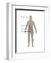 Female Urinary System-Gwen Shockey-Framed Art Print