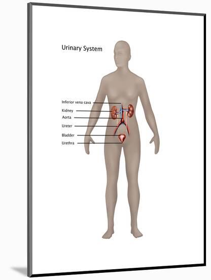 Female Urinary System-Gwen Shockey-Mounted Art Print