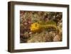 Female Variable Jawfish-Hal Beral-Framed Photographic Print