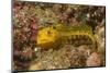 Female Variable Jawfish-Hal Beral-Mounted Photographic Print