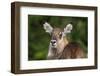 Female waterbuck (Kobus ellipsiprymnus), Ngorongoro crater, Ngorongoro Conservation Area, Tanzania-Sergio Pitamitz-Framed Photographic Print