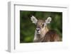 Female waterbuck (Kobus ellipsiprymnus), Ngorongoro crater, Ngorongoro Conservation Area, Tanzania-Sergio Pitamitz-Framed Photographic Print