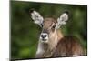 Female waterbuck (Kobus ellipsiprymnus), Ngorongoro crater, Ngorongoro Conservation Area, Tanzania-Sergio Pitamitz-Mounted Photographic Print