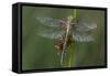 Female Western Clubtail-Klaus Honal-Framed Stretched Canvas