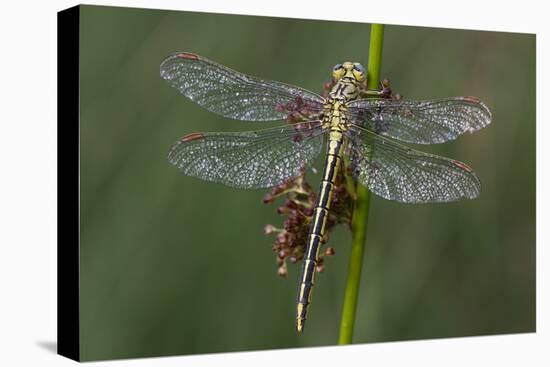 Female Western Clubtail-Klaus Honal-Stretched Canvas