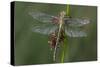 Female Western Clubtail-Klaus Honal-Stretched Canvas