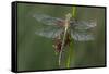 Female Western Clubtail-Klaus Honal-Framed Stretched Canvas