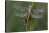 Female Western Clubtail-Klaus Honal-Stretched Canvas