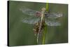 Female Western Clubtail-Klaus Honal-Stretched Canvas