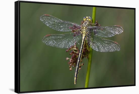 Female Western Clubtail-Klaus Honal-Framed Stretched Canvas