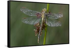 Female Western Clubtail-Klaus Honal-Framed Stretched Canvas