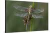 Female Western Clubtail-Klaus Honal-Stretched Canvas