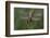 Female Western Clubtail-Klaus Honal-Framed Photographic Print