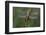 Female Western Clubtail-Klaus Honal-Framed Photographic Print