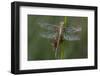 Female Western Clubtail-Klaus Honal-Framed Photographic Print